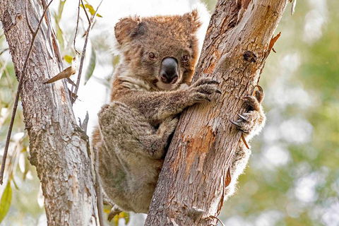 Wild Australian Wildlife 4WD Tour From Sydney - Accommodation Australia 1