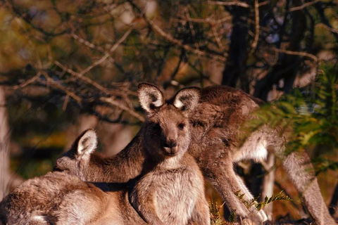 Wild Australian Wildlife 4WD Tour From Sydney - Accommodation Australia 3