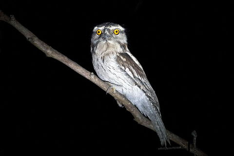 Wild Australian Wildlife 4WD Tour From Sydney - Accommodation Australia 4