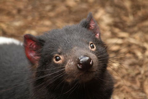 Day Tour In Mt. Field, Mt. Wellington, Bonorong Wildlife Sanctuary And Richmond - Accommodation Australia 4