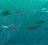 40-45 Minute Port Stephens and Stockton Beach Helicopter Flight - For 2 - Local Tourism