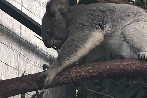 Perth Hills - Wildlife, Art & Gastronomy - Australia Shopping 3