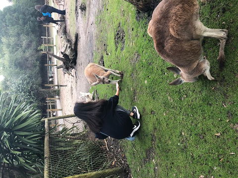 Perth Hills - Wildlife, Art & Gastronomy - Australia Shopping 4
