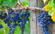 Yarra Valley, Dandenong Ranges Inc. Lunch With Wine,plus Morning Tea,chocolate - thumb 0