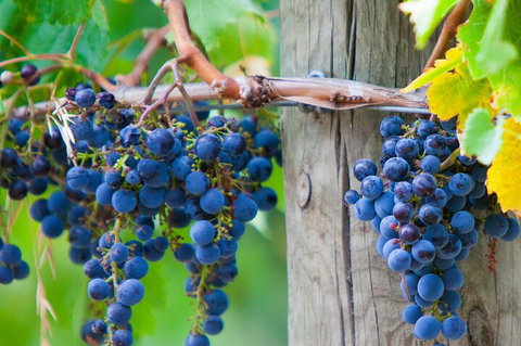 Yarra Valley, Dandenong Ranges Inc. Lunch With Wine,plus Morning Tea,chocolate - Accommodation Australia 0