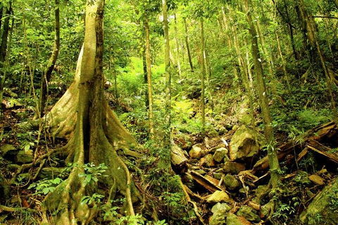 Barron Gorge And Kuranda National Park Half Day Rainforest And Waterfall 4WD Tour From Cairns - Accommodation Australia 4
