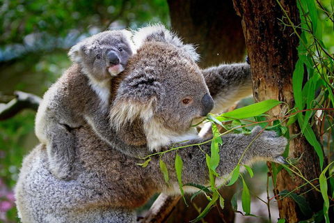Private Two Day Great Ocean Road Tour - Local Tourism 2