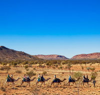 Alice Springs Camel Tour - Accommodation Australia