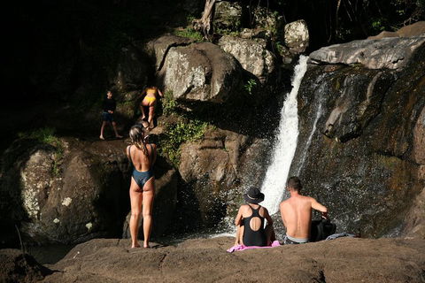 Hinterland Magic & Glow-worm Experience - Accommodation Australia 5