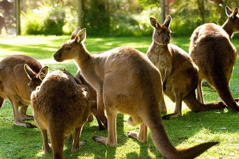 Melbourne City Card (3 Days): Visit Unlimited Attractions! - Local Tourism 4