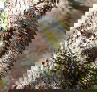 Byron Bay Combo Minyon Falls and Hinterland Day Trip and Learn to Surf at Byron Bay