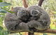 Central Coast Explorer With 'Personalised Sydney Tours' - thumb 5
