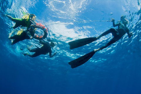 Passions Of Paradise Great Barrier Reef Snorkel And Dive Cruise From Cairns By Luxury Catamaran - Local Tourism 2