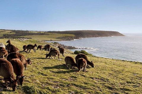 Kangaroo Island Personal Group Tours - Accommodation Australia 0
