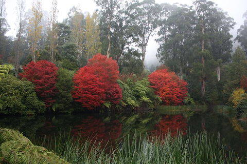 LGBT+ Friendly Full Day Yarra Valley & Dandenong Ranges Private Tour - Accommodation Australia 2