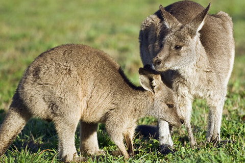 LGBT+ Friendly Full Day Phillip Island Private Tour - Australia Shopping 3