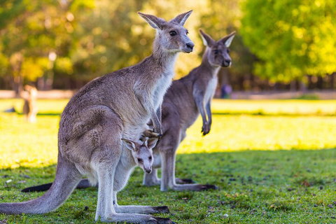 LGBT+ Friendly Full Day Phillip Island Private Tour - Australia Shopping 4