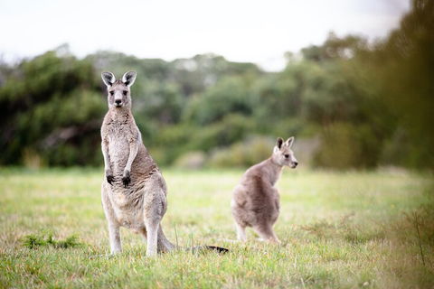 LGBT+ Friendly 3 Day Tour The Grampians, Daylesford & Ballarat - Local Tourism 2