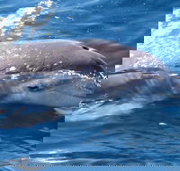 Jervis Bay Dolphin Watch Cruise - Local Tourism