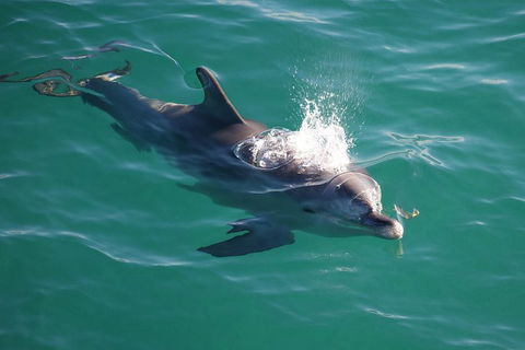 Jervis Bay Dolphin Watch Cruise - Accommodation Australia 1