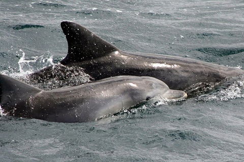 Jervis Bay Dolphin Watch Cruise - Accommodation Australia 2