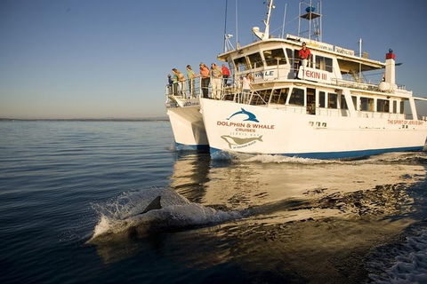 Jervis Bay Dolphin Watch Cruise - Accommodation Australia 3