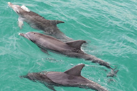 Jervis Bay Dolphin Watch Cruise - Accommodation Australia 5