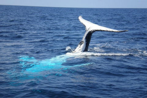 Whale Watching Jervis Bay - Accommodation Australia 0