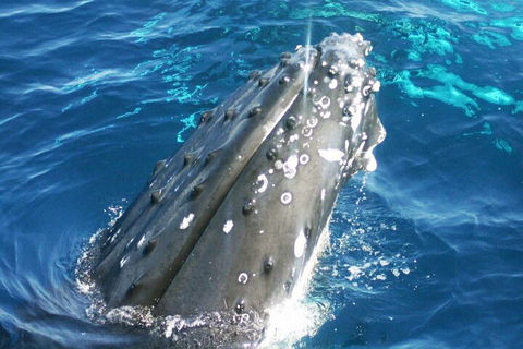 Whale Watching Jervis Bay - Accommodation Australia 3