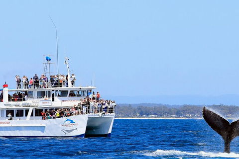 Whale Watching Jervis Bay - Accommodation Australia 4