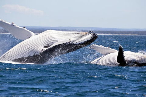 Whale Watching Jervis Bay - Accommodation Australia 5