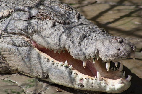 Whitsunday Crocodile Safari Including Lunch - Accommodation Australia 1