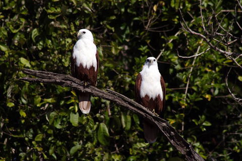 Whitsunday Crocodile Safari Including Lunch - Accommodation Australia 2