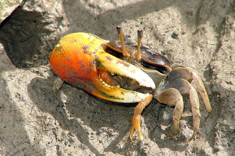 Whitsunday Crocodile Safari Including Lunch - Accommodation Australia 3