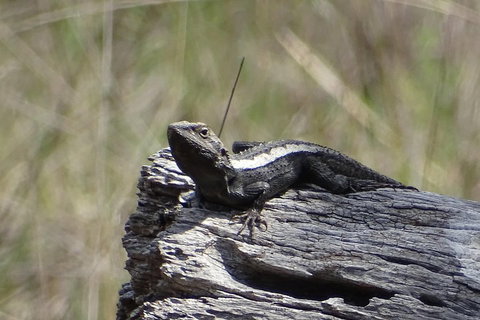 Inside The Greater Blue Mountains World Heritage - A Private Wildlife Safari Overnight - Accommodation Australia 2