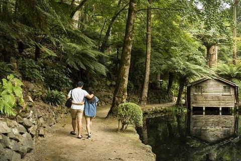 Discover Tour: Dandenong Ranges & William Ricketts Sanctuary - Accommodation Australia 0