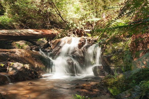 Discover Tour: Dandenong Ranges & William Ricketts Sanctuary - Accommodation Australia 1
