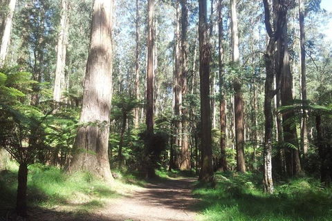 Discover Tour: Dandenong Ranges & William Ricketts Sanctuary - Accommodation Australia 5