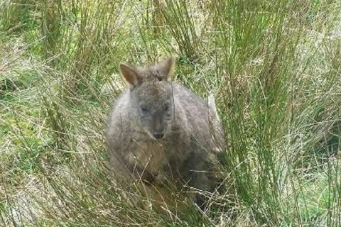 Leven Canyon Day Trip Including Wings Wildlife Park Or Gunns Plains Caves - Local Tourism 3
