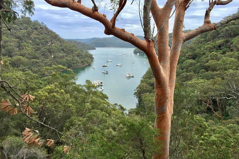 Shore Excursion: Sydney's Northern Beaches & Ku-ring-gai National Park Bus Tour - Accommodation Australia 1