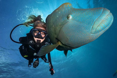 Great Barrier Reef Snorkeling And Diving Cruise From Cairns - Accommodation Australia 0