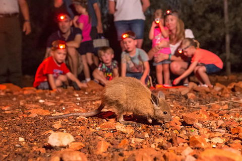 Alice Springs Desert Park Nocturnal Tour - Accommodation Australia 1