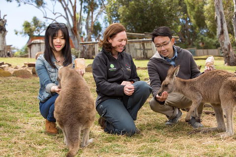 Bonorong Wildlife Park And Richmond Afternoon Tour From Hobart - Accommodation Australia 1
