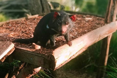 Bonorong Wildlife Park And Richmond Afternoon Tour From Hobart - Accommodation Australia 4