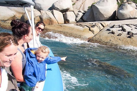 Seal Island Boat Tour From Victor Harbor - Accommodation Australia 4