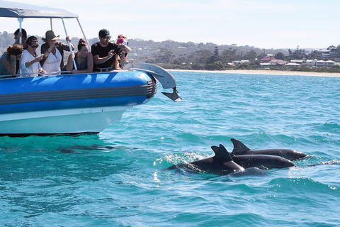 Seal Island Boat Tour From Victor Harbor - Accommodation Australia 5