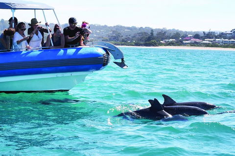 Southern Ocean Adventure From Victor Harbor - Local Tourism 2