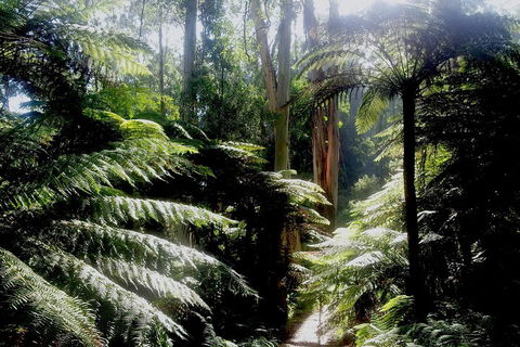 Dandenong Ranges Private Tour Including William Ricketts Sanctuary - Accommodation Australia 1