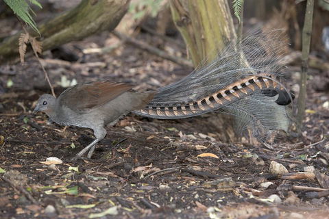 Dandenong Ranges Private Tour Including William Ricketts Sanctuary - Accommodation Australia 4