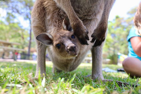 Luxury Hunter Valley Wildlife, Wine & Vodka Tasting Tour From Sydney - Accommodation Australia 3